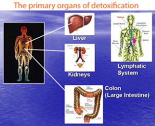 Primary organs 